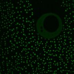 Des scientifiques de Princeton découvrent des parties négligées de protéines essentielles aux fonctions fondamentales de la vie Des scientifiques de Princeton découvrent des parties négligées de protéines essentielles aux fonctions fondamentales de la vie