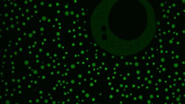 Des scientifiques de Princeton découvrent des parties négligées de protéines essentielles aux fonctions fondamentales de la vie