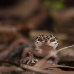 Des scientifiques découvrent de nouvelles espèces de gecko « grimpeurs » à Madagascar Close Up Paroedura manongavato