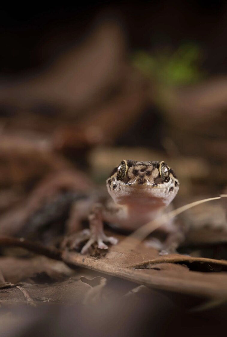 Close Up Paroedura manongavato