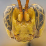 Capitojoppa amazonica From the Front