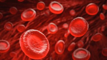 Red Blood Cells Illustration