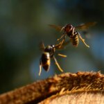 Des scientifiques « stupéfaits » par la capacité des bourdons à lutter contre les frelons asiatiques envahissants Asian Hornets Close