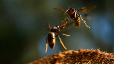 Asian Hornets Close