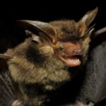 Disparue depuis 100 ans – Des scientifiques redécouvrent une étrange chauve-souris brune aux grandes oreilles