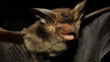 Disparue depuis 100 ans – Des scientifiques redécouvrent une étrange chauve-souris brune aux grandes oreilles