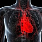 Envahisseur inattendu – Des scientifiques découvrent des microplastiques dans les tissus cardiaques humains Healthy Human Heart Anatomy