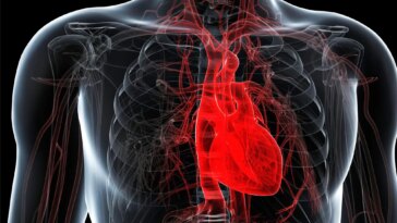 Healthy Human Heart Anatomy