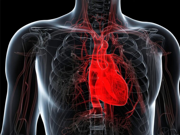 Envahisseur inattendu – Des scientifiques découvrent des microplastiques dans les tissus cardiaques humains Healthy Human Heart Anatomy