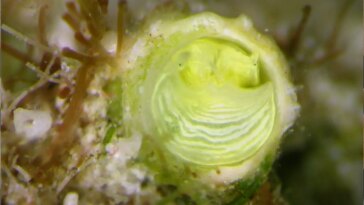 Lime Snail