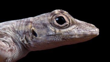 Le dilemme de Darwin : une étude sur le « paradoxe de la stase » sur les lézards remet en question les règles de la biologie évolutive