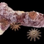 Juvenile Crown-of-Thorns Starfish Pictured With Coral