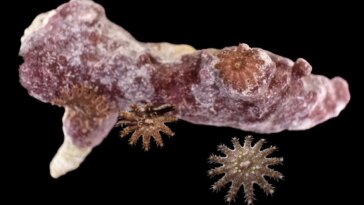 Juvenile Crown-of-Thorns Starfish Pictured With Coral