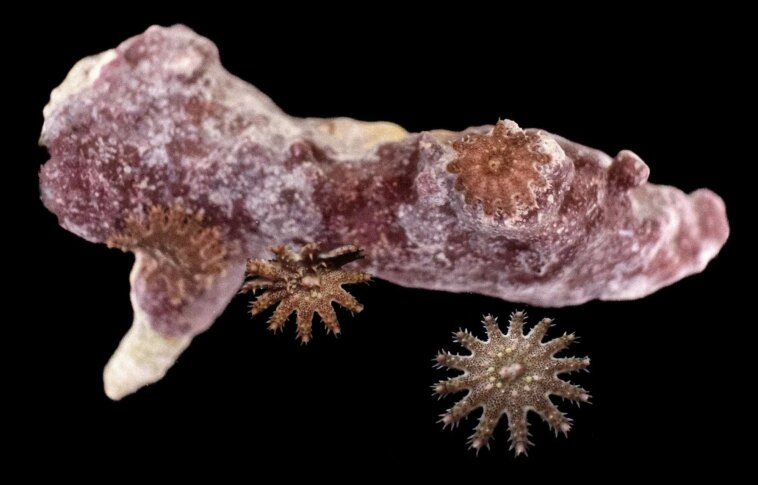 Juvenile Crown-of-Thorns Starfish Pictured With Coral