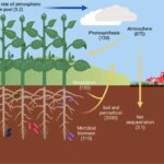 Agricultural Carbon Cycle