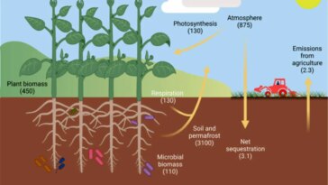 Agricultural Carbon Cycle