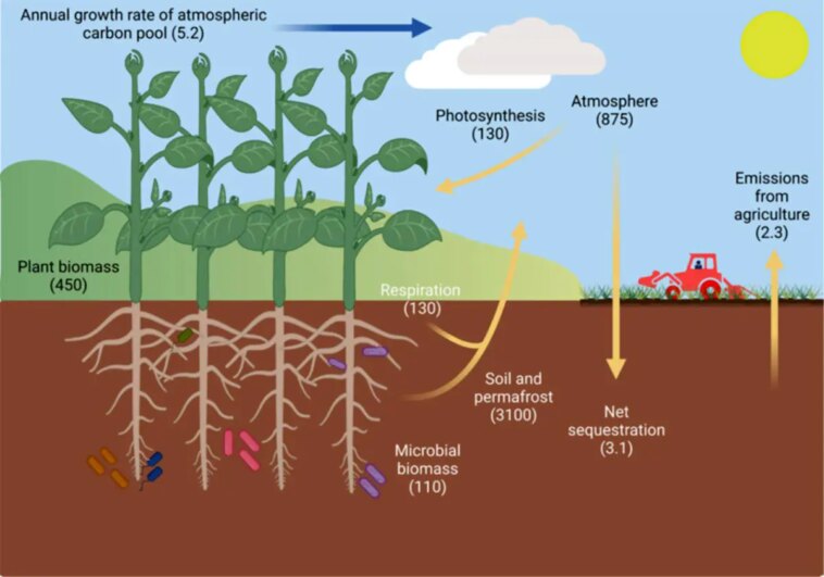 Agricultural Carbon Cycle