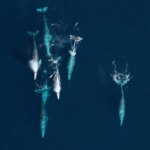 Les changements dans l'Arctique ont déclenché une mortalité importante de baleines grises depuis les années 1980 Les changements dans l'Arctique ont déclenché une mortalité importante de baleines grises depuis les années 1980