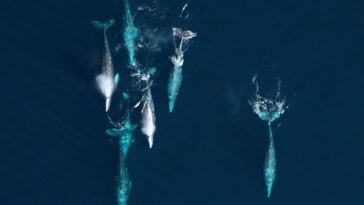 Les changements dans l'Arctique ont déclenché une mortalité importante de baleines grises depuis les années 1980