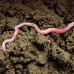 Earthworm in Soil