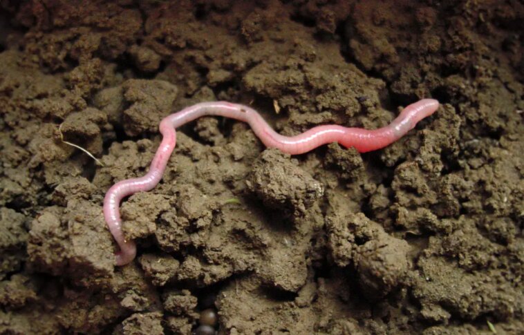 Nourrir le monde : les vers de terre contribuent à 6,5 % de la production mondiale de céréales Earthworm in Soil
