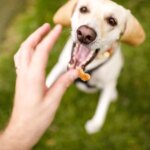 Nourriture vs jouets – Les scientifiques révèlent ce que les chiens préfèrent vraiment Dog Jumping Treat