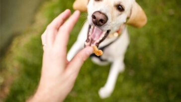 Dog Jumping Treat