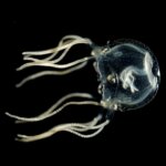 Pas de cerveau, pas de problème : l'intellect surprenant des méduses change notre compréhension fondamentale du cerveau