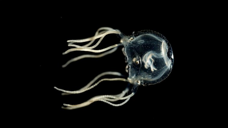 Pas de cerveau, pas de problème : l'intellect surprenant des méduses change notre compréhension fondamentale du cerveau