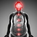 Pas seulement la perte de poids : les bienfaits inattendus d’un médicament contre l’obésité sur le cerveau Brain Obesity Weight Loss