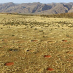 Fairy Circles in the Namib Desert