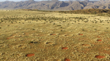 Fairy Circles in the Namib Desert