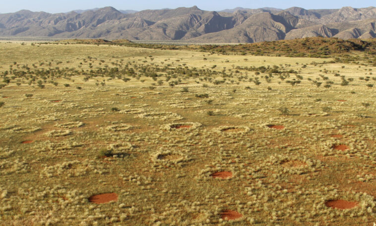 Percer le mystère du cercle des fées en Afrique – Des chercheurs identifient la véritable source Fairy Circles in the Namib Desert