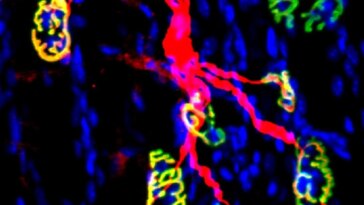 Mouse Neuromuscular Junctions