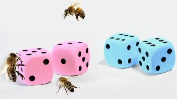 Résoudre un mystère génétique vieux de 100 ans : le sexe des abeilles déterminé par un lancer de dés moléculaire