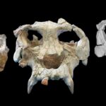 Pierolapithecus Cranium