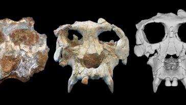Pierolapithecus Cranium