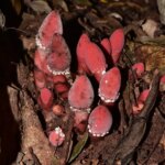 Rétrécissement extrême du génome : cette plante parasite convainc ses hôtes de devenir sa propre chair Rétrécissement extrême du génome : cette plante parasite convainc ses hôtes de devenir sa propre chair