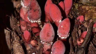 Rétrécissement extrême du génome : cette plante parasite convainc ses hôtes de devenir sa propre chair