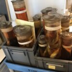 Révélations ADN : les poissons « éteints » sont bel et bien vivants ! Révélations ADN : les poissons « éteints » sont bel et bien vivants !