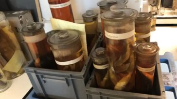 Révélations ADN : les poissons « éteints » sont bel et bien vivants !