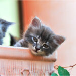 Cute Kitten Head Out