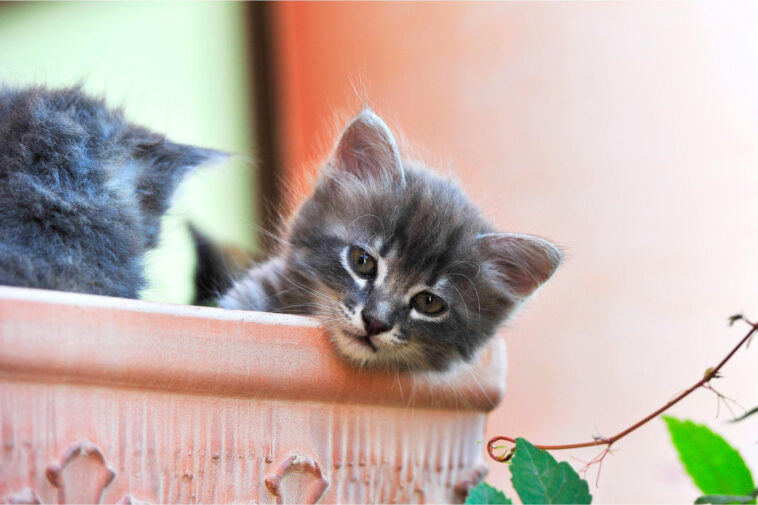 Semblable aux humains – Une nouvelle recherche révèle que les chats ronronnent différemment qu’on ne le pensait auparavant Cute Kitten Head Out