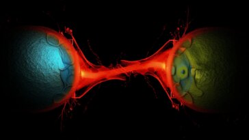 Cell Division Art