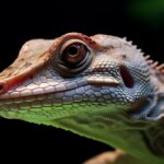 Lizard Close Art Concept