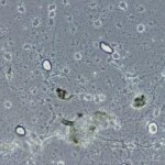 Survivre aux extrêmes : explorer l'existence de la vie à 125° Lassen Volcanic National Park in California