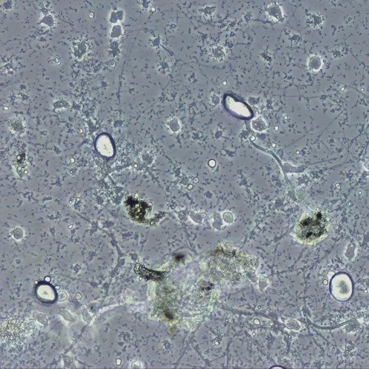 Survivre aux extrêmes : explorer l'existence de la vie à 125° Lassen Volcanic National Park in California