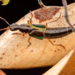 Bravo à la biodiversité : découverte d'un coléoptère doté d'organes génitaux décapsuleur Loncovilius edwardsianus