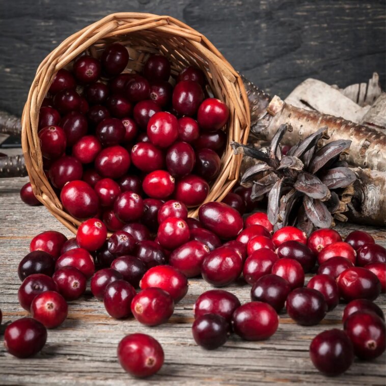 Canneberges : un aliment de base de Thanksgiving avec une histoire riche et une biologie unique Cranberries Basket