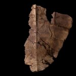 Capsule temporelle antique : des scientifiques découvrent de l'ADN dans une carapace de tortue vieille de 6 millions d'années